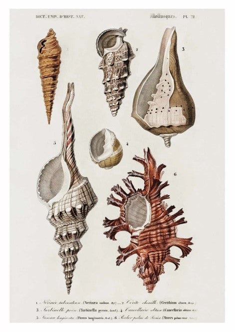 Molluscs Shells Print