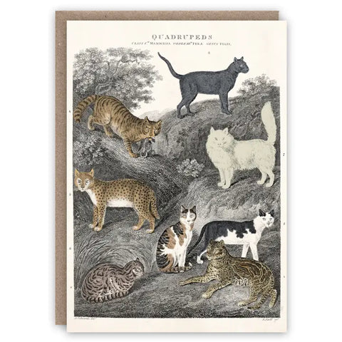 Cat Card