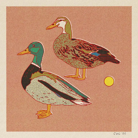 Mallard Ducks 18''x18'' Print