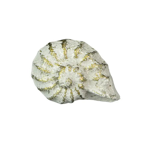 White Nautilus Shell Knob