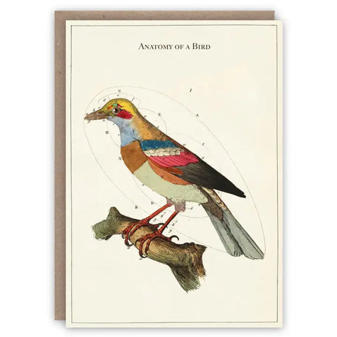 Anatomy of a Bird Card