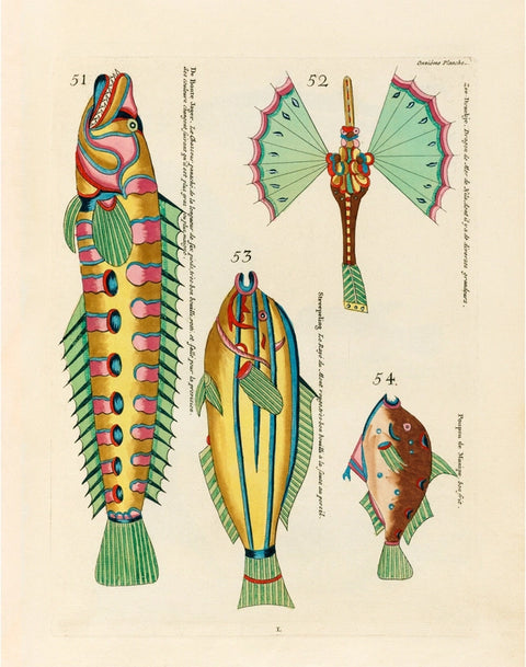 Antique Fish Print 8''x10''