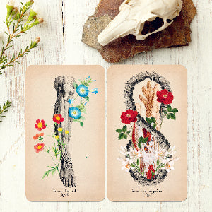 Antique Anatomy Tarot Deck