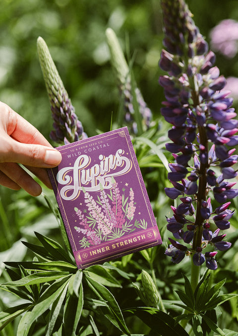 Lupins Seed Packet