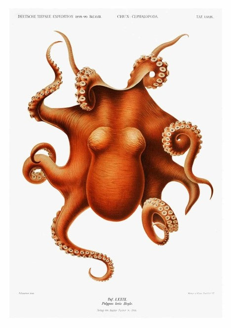 Octopus Print