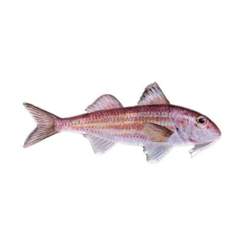 Fish Magnet Style 3