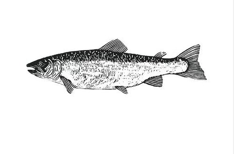 Salmon 5x7
