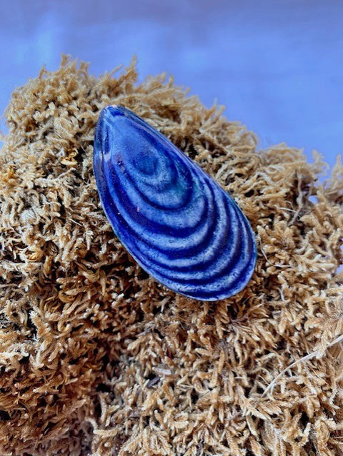Mussel Shell Magnet